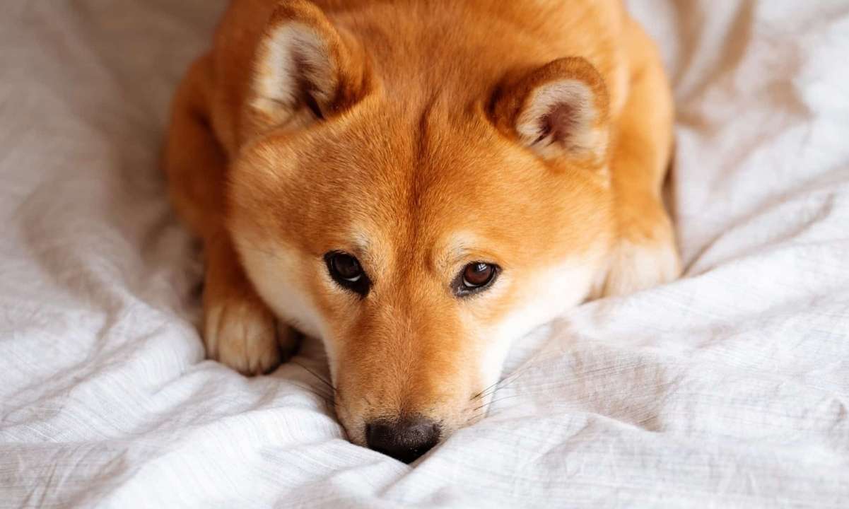 Einer der führenden Memecoins – Shiba Inu (SHIB) – erlebte in den letzten 24 Stunden einen Preisverfall. Zum Zeitpunkt des Schreibens dieses Artikels ist er um etwa 7 % gesunken. Dies kommt daher, dass einige Benutzer herausfanden, dass die Ketten-ID der Blockchain von Shiba Inu – Shibarium – dieselbe ist wie die eines anderen Netzwerks. Zu diesem Thema sprach ein Benutzer, der darlegte, dass die Überprüfung der Ketten-ID eines der einfachsten Dinge ist, die Entwickler tun können, wenn sie zum ersten Mal ein Netzwerk bereitstellen. Da die Verwendung einer bereits vorhandenen ID einfach inkompetent ist, da Ihre Kette nicht richtig …